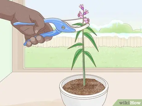 Сократить Penstemon Step 15