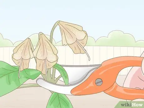 Сократить Penstemon Step 2