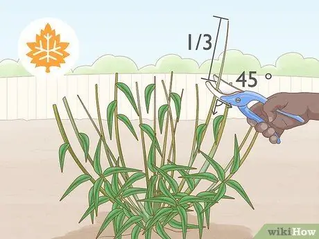 Сократить Penstemon Step 3