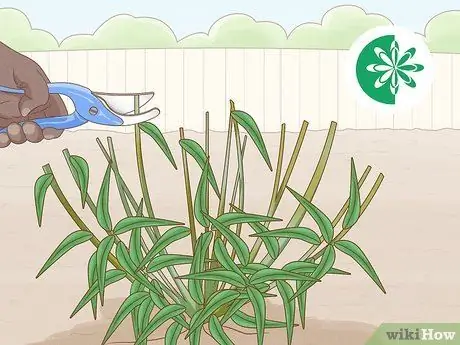 Сократить Penstemon Step 4