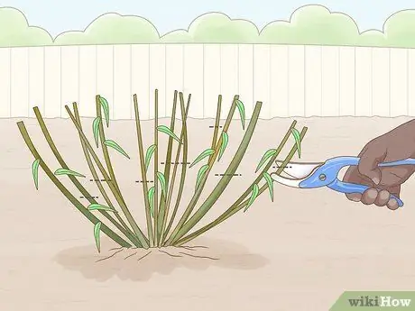 Сократить Penstemon Step 5