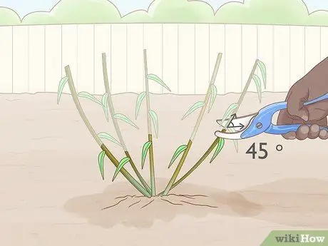 Сократить Penstemon Step 6