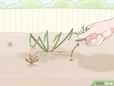 Сократить Penstemon Step 7