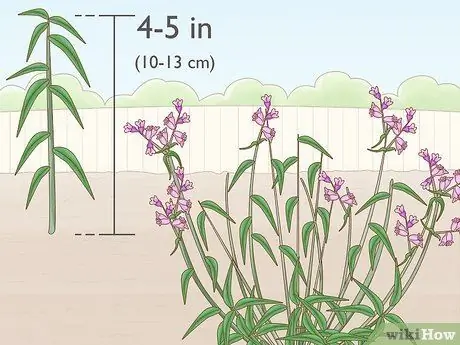 Сократить Penstemon Step 8