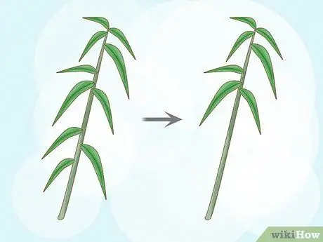 Сократить Penstemon Step 9