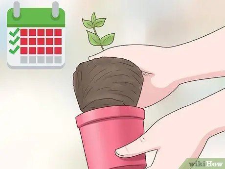 Растение Винка Минор Шаг 11