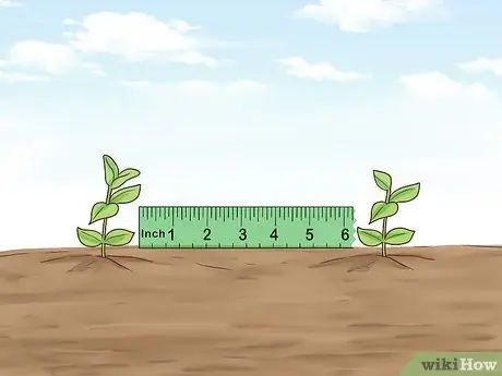 Растение Винка Минор Шаг 12