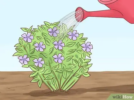 Посадить Винку Минор Шаг 13