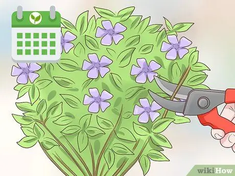 Посадить Винку Минор Шаг 14