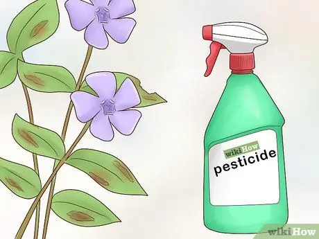 Растение Винка Минор Шаг 15