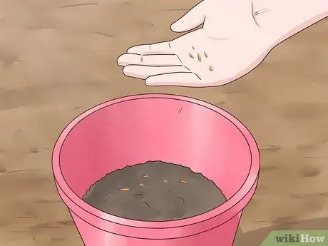 Растение Винка Минор Шаг 5