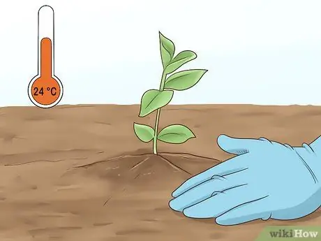 Растение Винка Минор Шаг 7