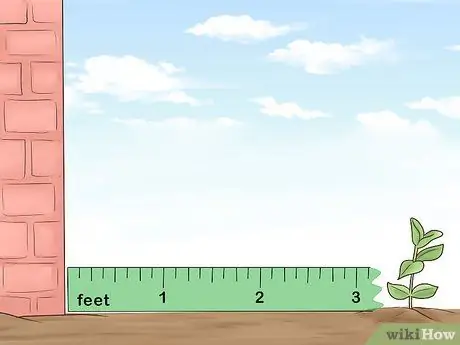 Растение Винка Минор Шаг 8