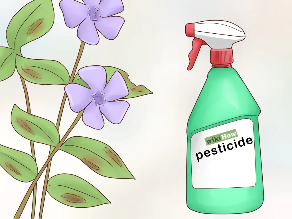 Как сажать барвинок минор: 15 шагов (с иллюстрациями)