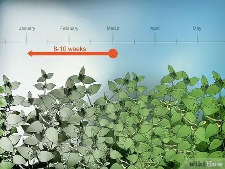 Начать семена перца, шаг 1