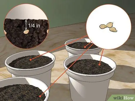 Начать семена перца, шаг 2