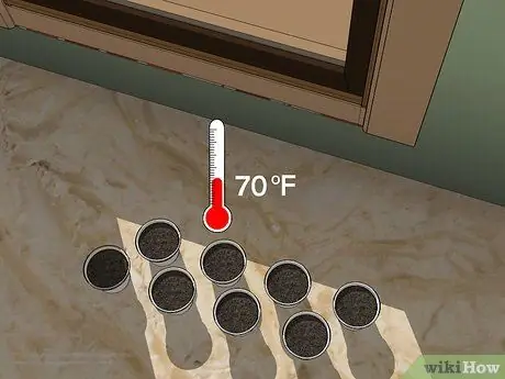 Начать семена перца Шаг 3