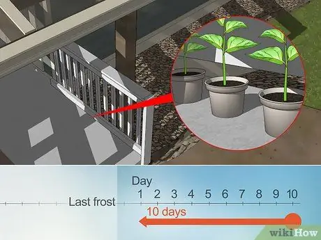 Начать семена перца Шаг 5