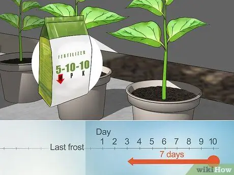 Начать семена перца Шаг 6