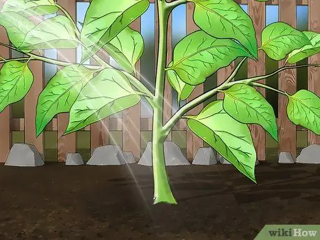 Начать семена перца Шаг 8