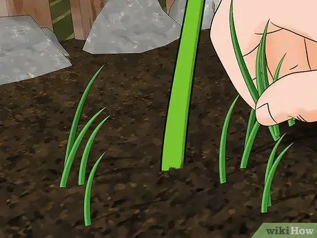 Начать семена перца Шаг 9