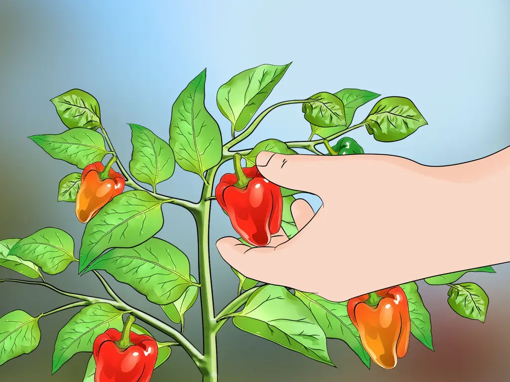 Как начать семена перца: 10 шагов (с изображениями)