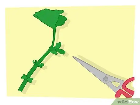 Размножайте свои растения Шаг 8