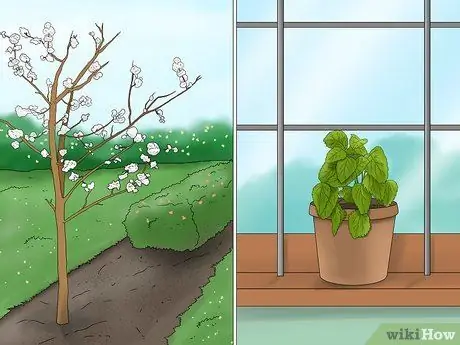 Выращивание лимонного бальзама, шаг 1