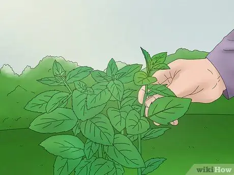 Выращивание лимонного бальзама Шаг 10