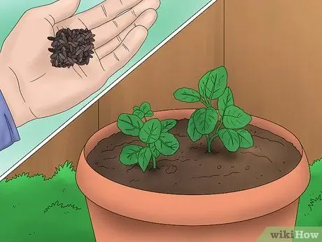 Выращивание лимонного бальзама, шаг 2