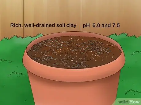 Выращивание лимонного бальзама, шаг 4