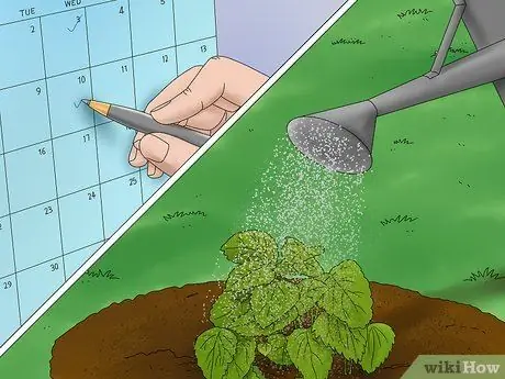 Выращивание лимонного бальзама, шаг 7