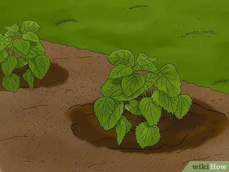 Выращивание лимонного бальзама Шаг 8