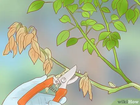 Обрезка фруктового дерева, шаг 2