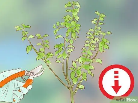 Обрезать плодовое дерево Шаг 5