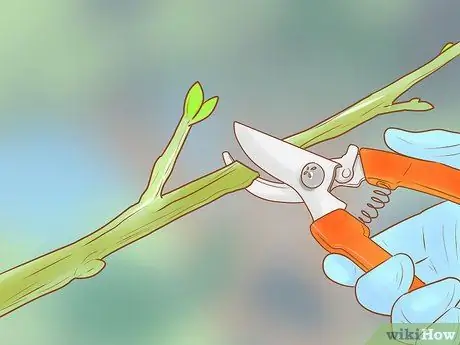 Обрезать плодовое дерево Шаг 6