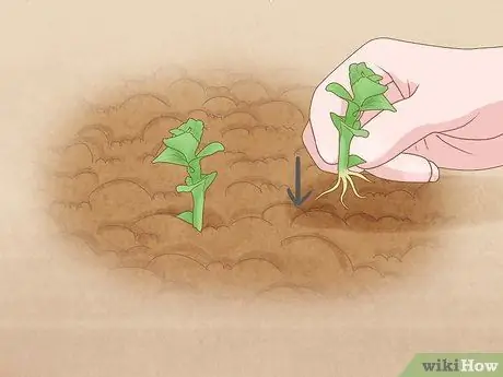 Подготовка почвы для посадки трав Шаг 12