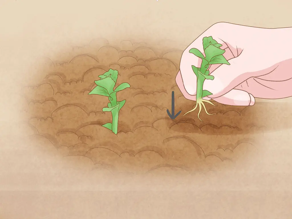 Как подготовить почву для посадки трав: 12 шагов (с иллюстрациями)