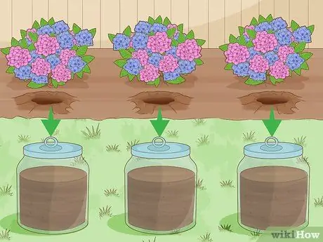 Изменение цвета гортензии Шаг 1