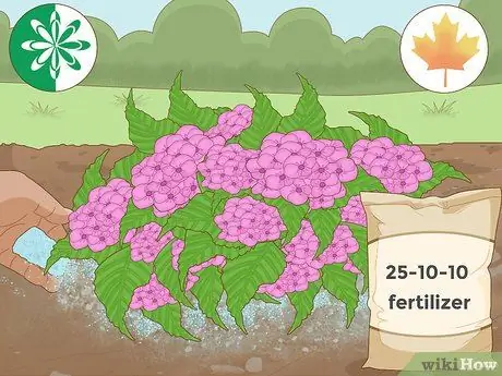 Изменение цвета гортензии Шаг 13