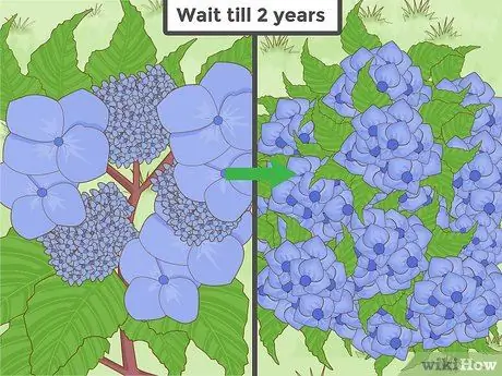 Изменение цвета гортензии Шаг 5