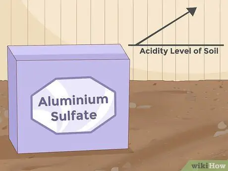 Изменение цвета гортензии Шаг 6
