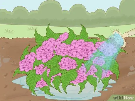 Изменение цвета гортензии Шаг 8