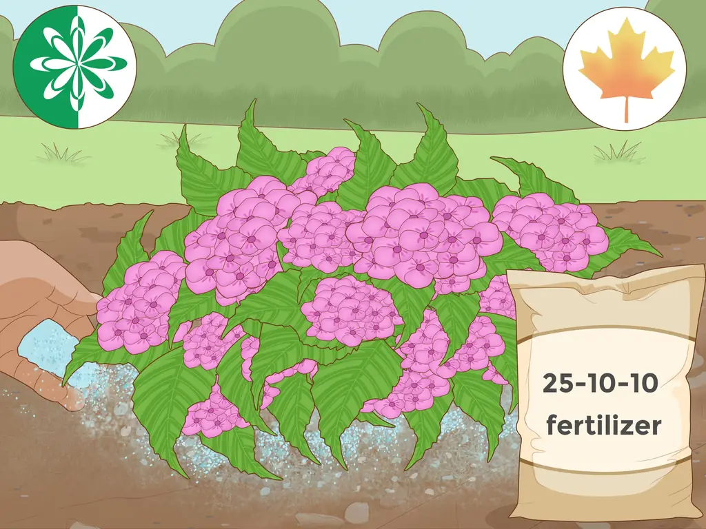 3 способа изменить цвет гортензии