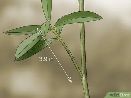 Сделайте черенки Шаг 5