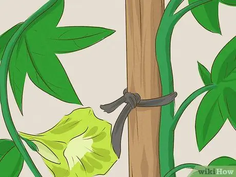 Посадить лозу Шаг 12