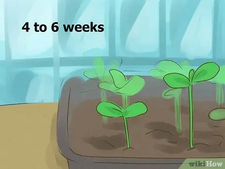 Сажать лозы Шаг 3