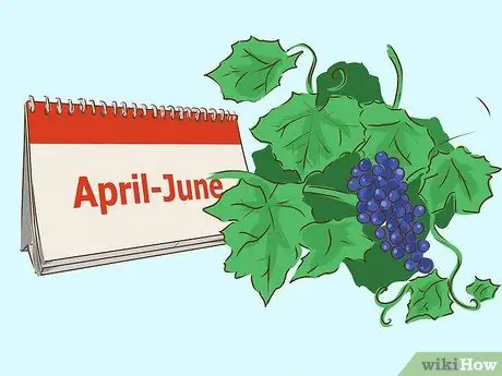 Сажать лозы Шаг 5