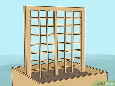 Сажать лозы Шаг 6