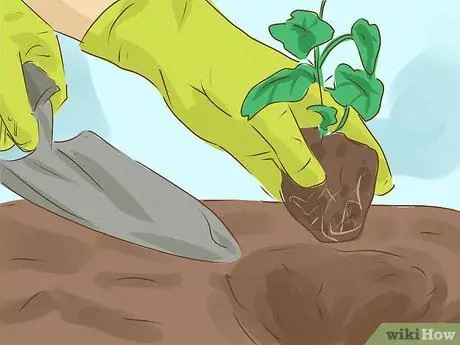 Сажать лозы Шаг 8